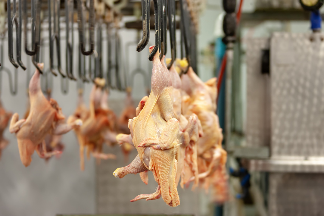 Chicken abattoir